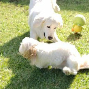 Meet your Posher, Roberto